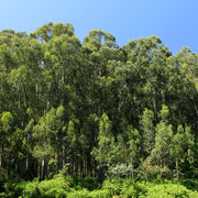 Eucalyptus trees