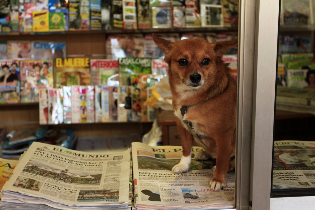 A dog selling newspapers in Villaviciosa :)