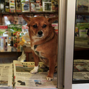 A dog selling newspapers in Villaviciosa :)