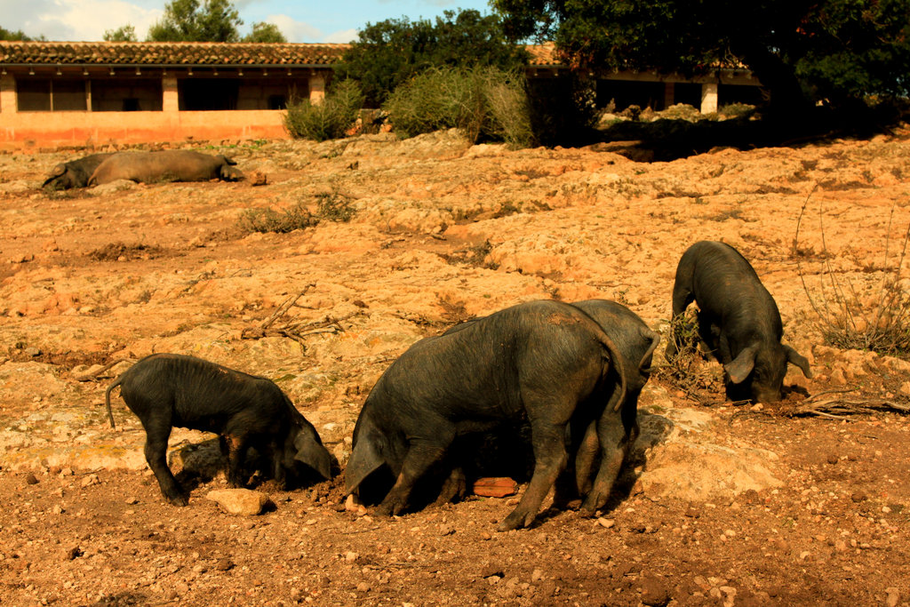 Mallorca - black pigs (el cerdo negro) in Son Real
