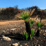 Mallorca - Cala los Camps after the fire 03