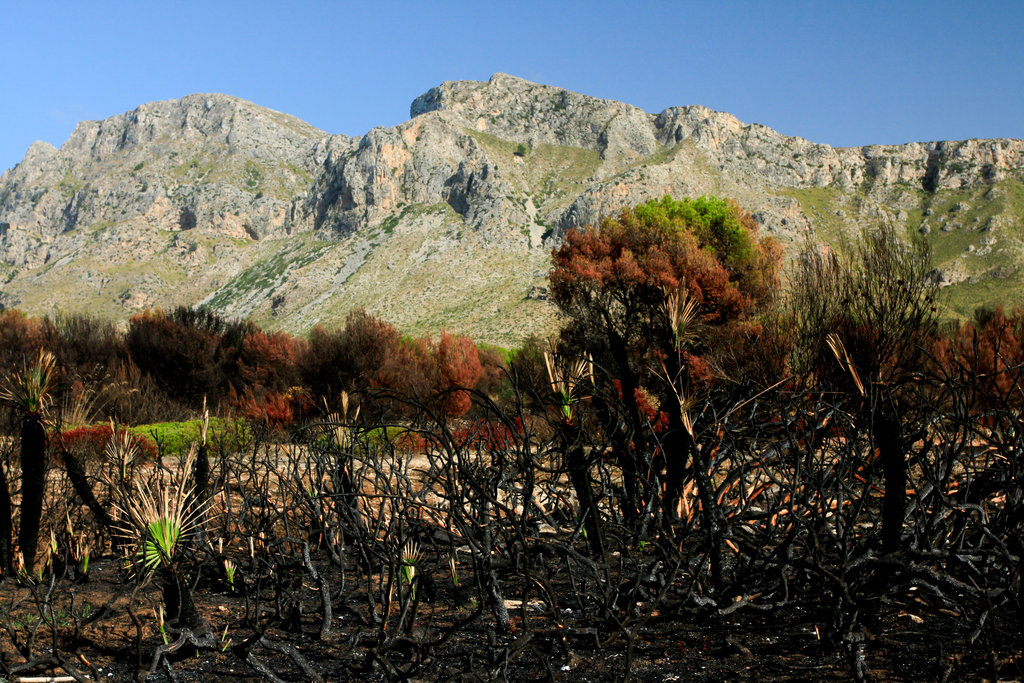 Mallorca - Cala los Camps after the fire 05