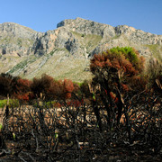 Mallorca - Cala los Camps after the fire 05