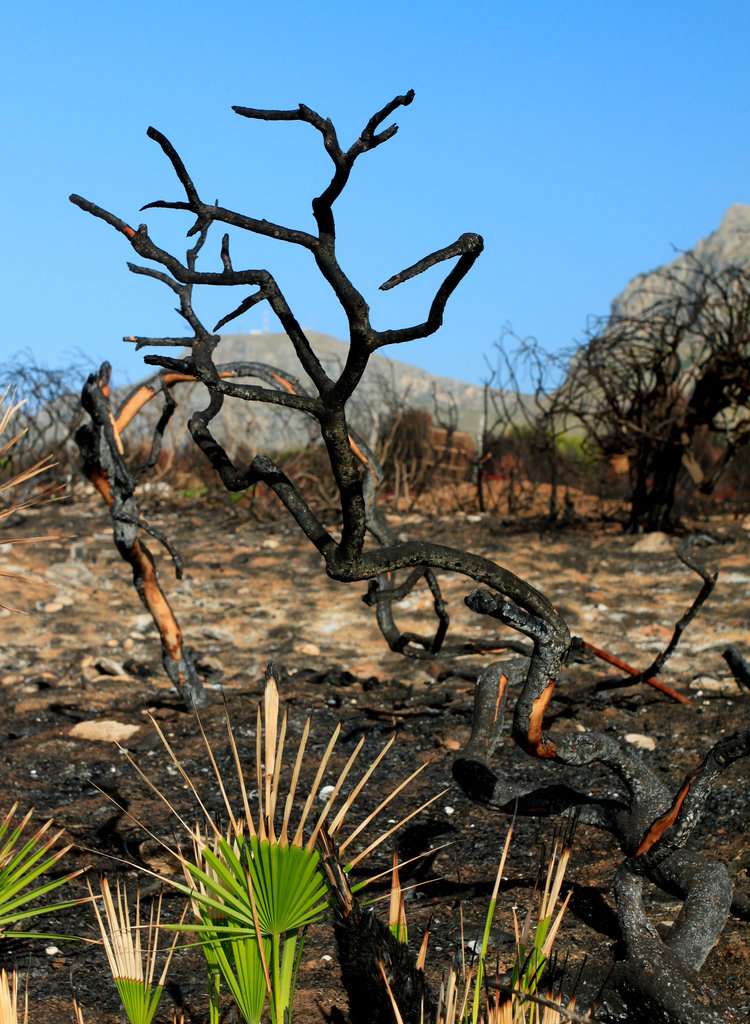 Mallorca - Cala los Camps after the fire 06