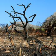 Mallorca - Cala los Camps after the fire 06