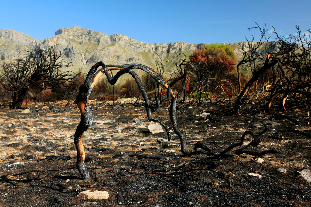 Mallorca - Cala los Camps after the fire 07