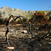 Mallorca - Cala los Camps after the fire 07