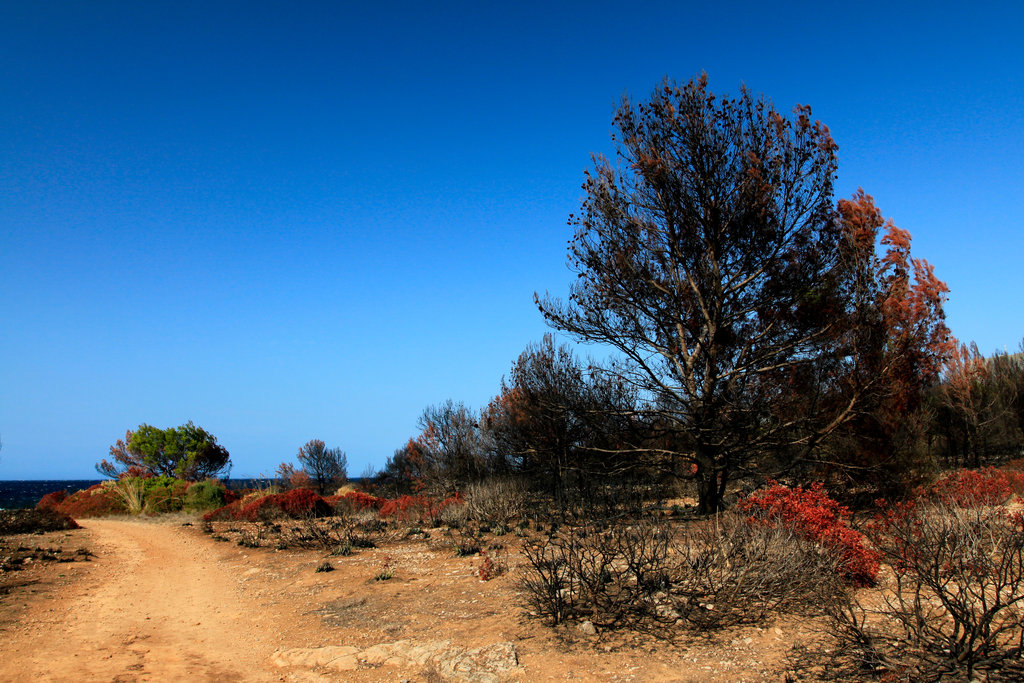 Mallorca - Cala los Camps after the fire 12