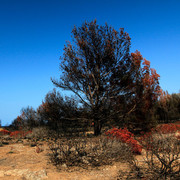 Mallorca - Cala los Camps after the fire 12