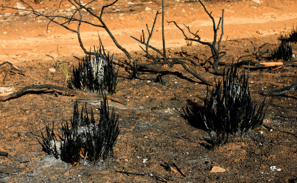 Mallorca - Cala los Camps after the fire 13