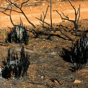 Mallorca - Cala los Camps after the fire 13