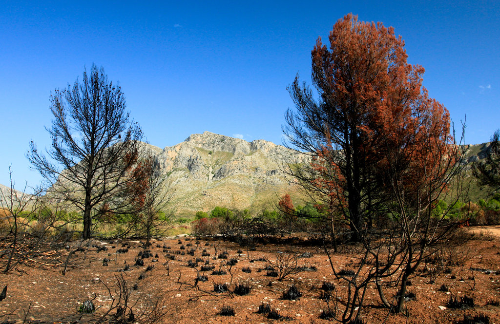 Mallorca - Cala los Camps after the fire 14