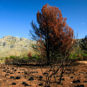 Mallorca - Cala los Camps after the fire 14