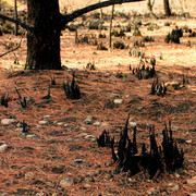 Mallorca - Cala los Camps after the fire 15