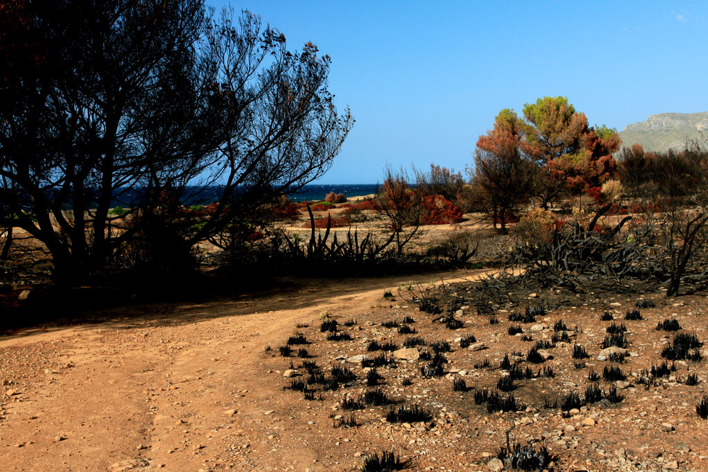 Mallorca - Cala los Camps after the fire 17