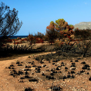 Mallorca - Cala los Camps after the fire 17
