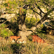 Mallorca - Victoria peninsula 18