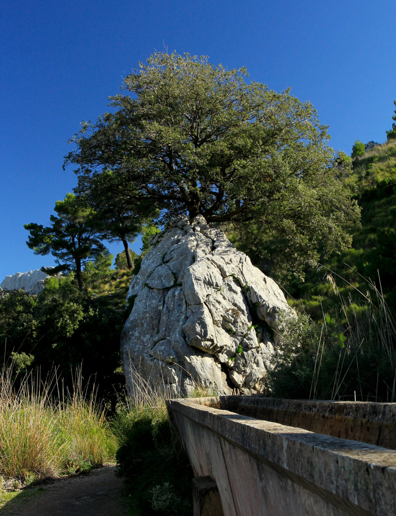 Mallorca - a symbiosis of a rock and a tree