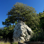 Mallorca - a symbiosis of a rock and a tree