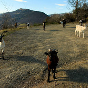 Spanish Pyrenees - Camprodon 10