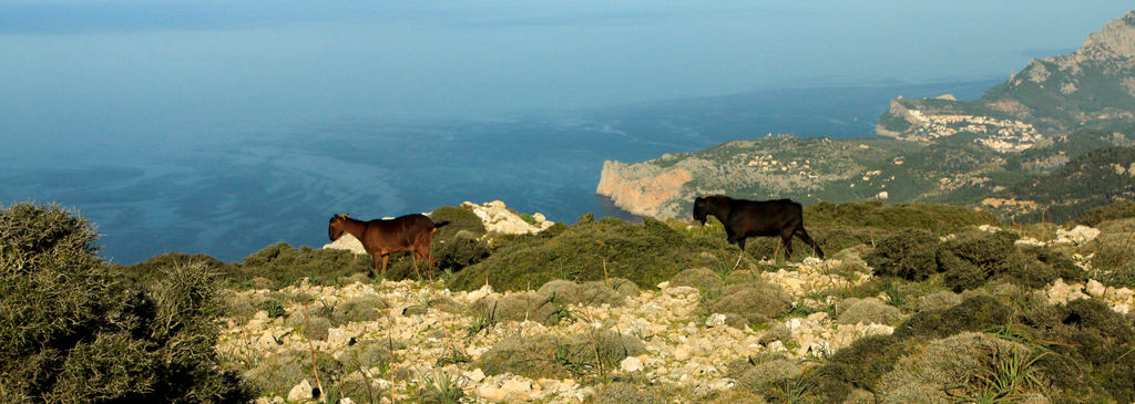 Majorca - Valldemosa trek 05