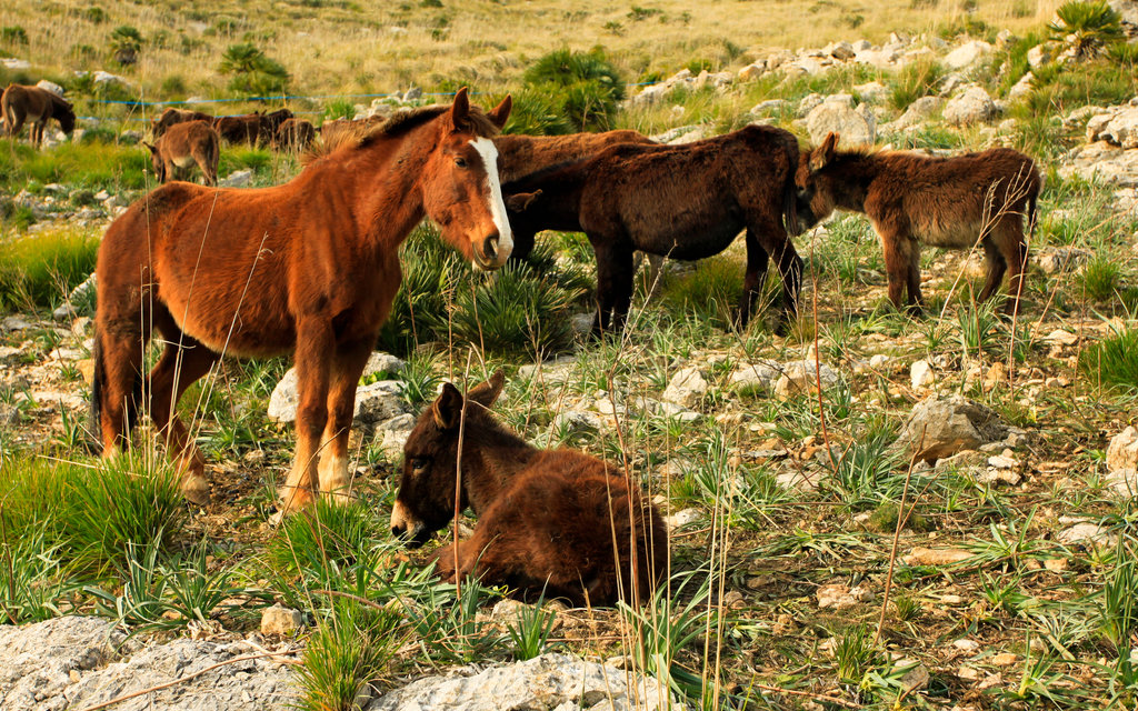 Malorca - Serra de Llevant 02