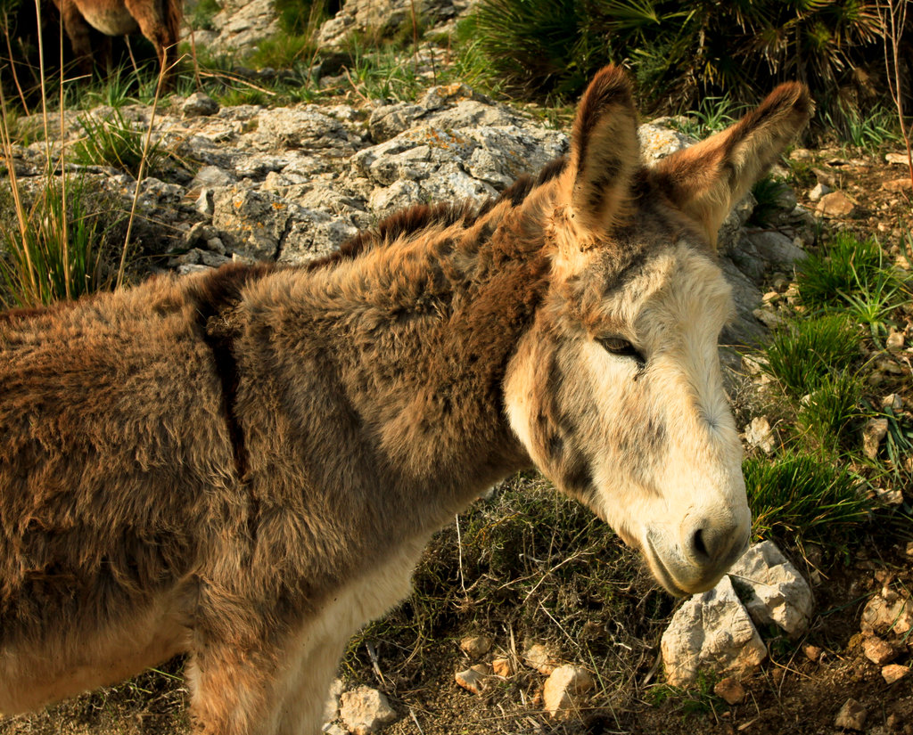 Malorca - a donkey in Serra de Llevant 01
