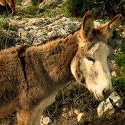 Malorca - a donkey in Serra de Llevant 01