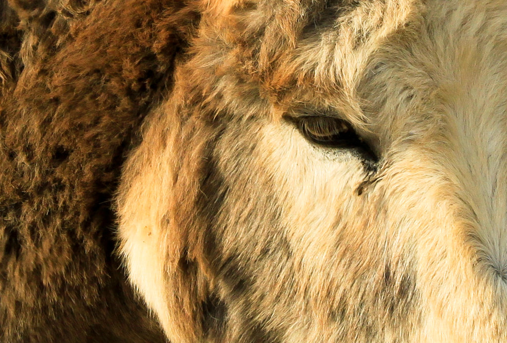 Malorca - a donkey in Serra de Llevant 02