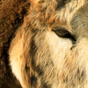 Malorca - a donkey in Serra de Llevant 02