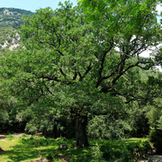 Pyrenees - around Bassegoda circuit 08