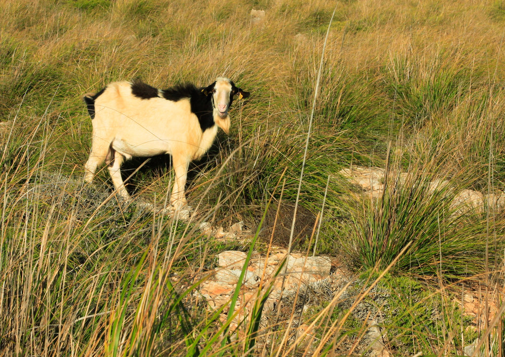 Menorca - a wild goat in Cap de Cavalerria
