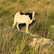 Menorca - a wild goat in Cap de Cavalerria