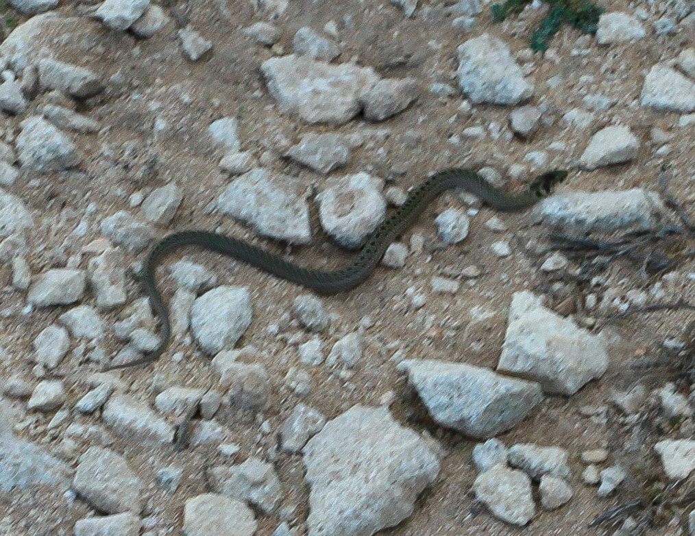 Menorca - a viper in Cap de Cavalerria