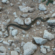 Menorca - a viper in Cap de Cavalerria