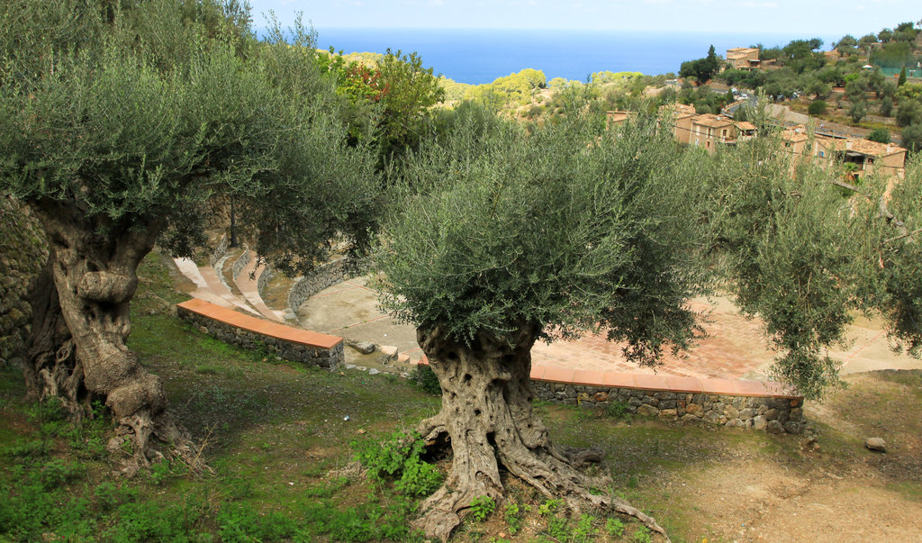 Mallorca - Deia - olive trees