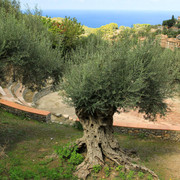 Mallorca - Deia - olive trees