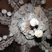 Czechia - inside Ossuary Chapel in Sedlec 04