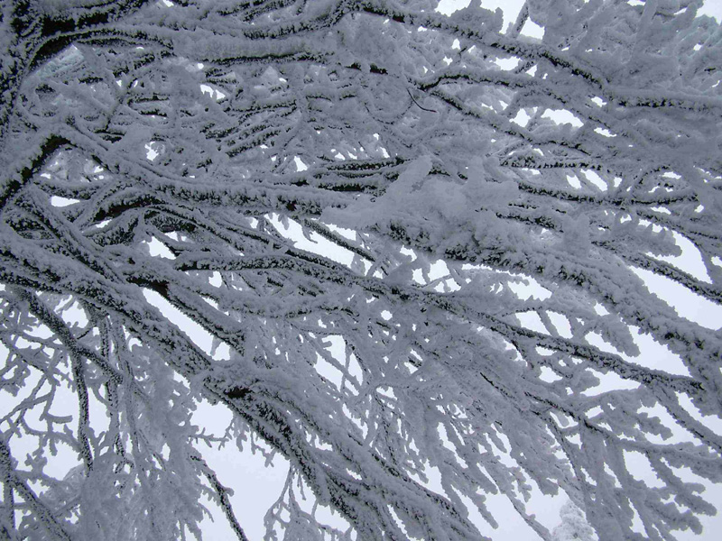 Eagle Mountains - frozen branches