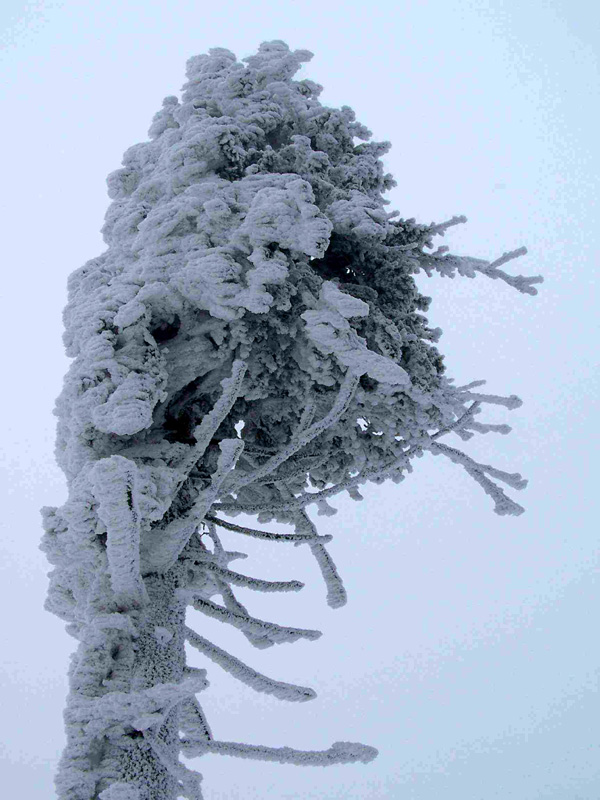 Eagle Mountains - a frozen tree