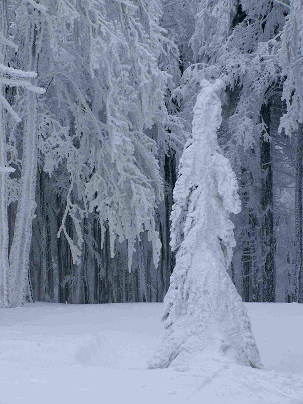 Orlické mountains - snow creations