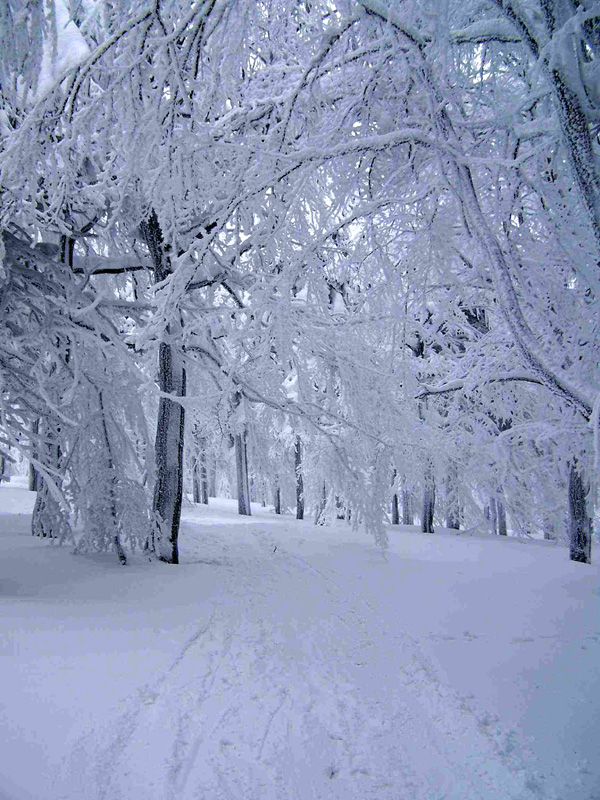 Winter time in Orlické hory (Česko)