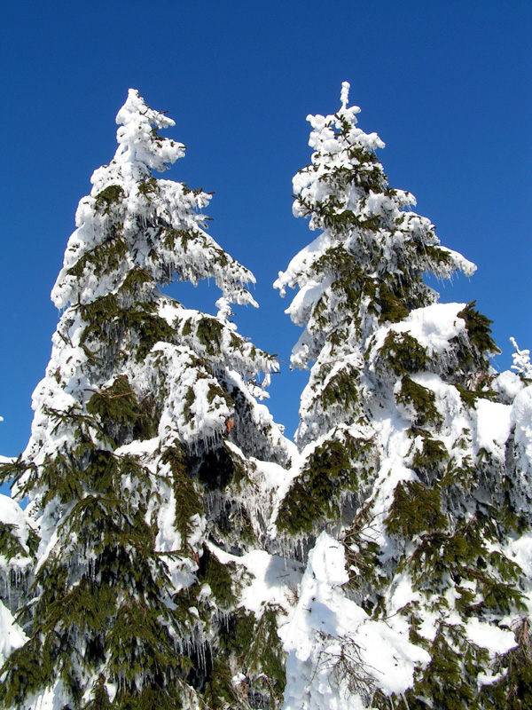 Eagle Mountains - frosted flaked trees