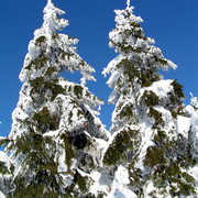 Eagle Mountains - frosted flaked trees