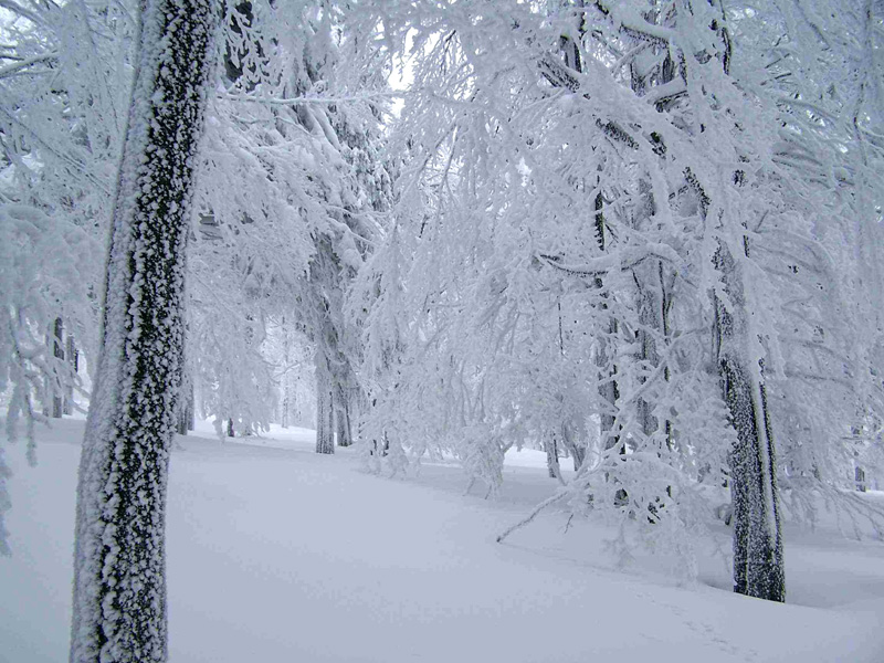 Eagle Mountains - frosted flaked forest