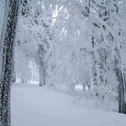 Eagle Mountains - frosted flaked forest