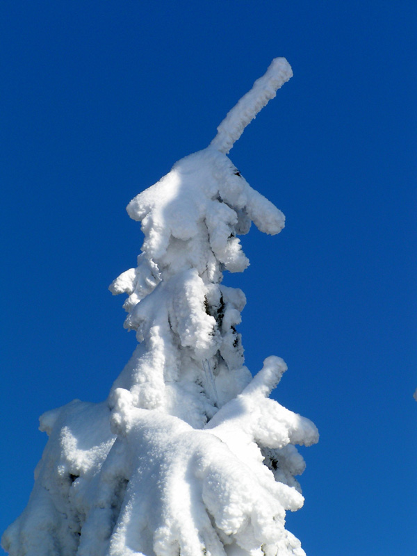 Eagle Mountains - frosted flaked tree