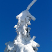 Eagle Mountains - frosted flaked tree