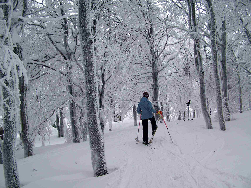 Paula skiing in the forest - Orlické Mountains