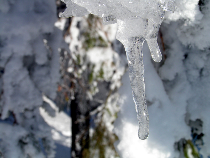 Orlické hory - a small icicle